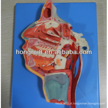 Modelo de Anatomia Avançada ISO de Boca, Nariz, Faringe e Laringe com Vasos e Nervos